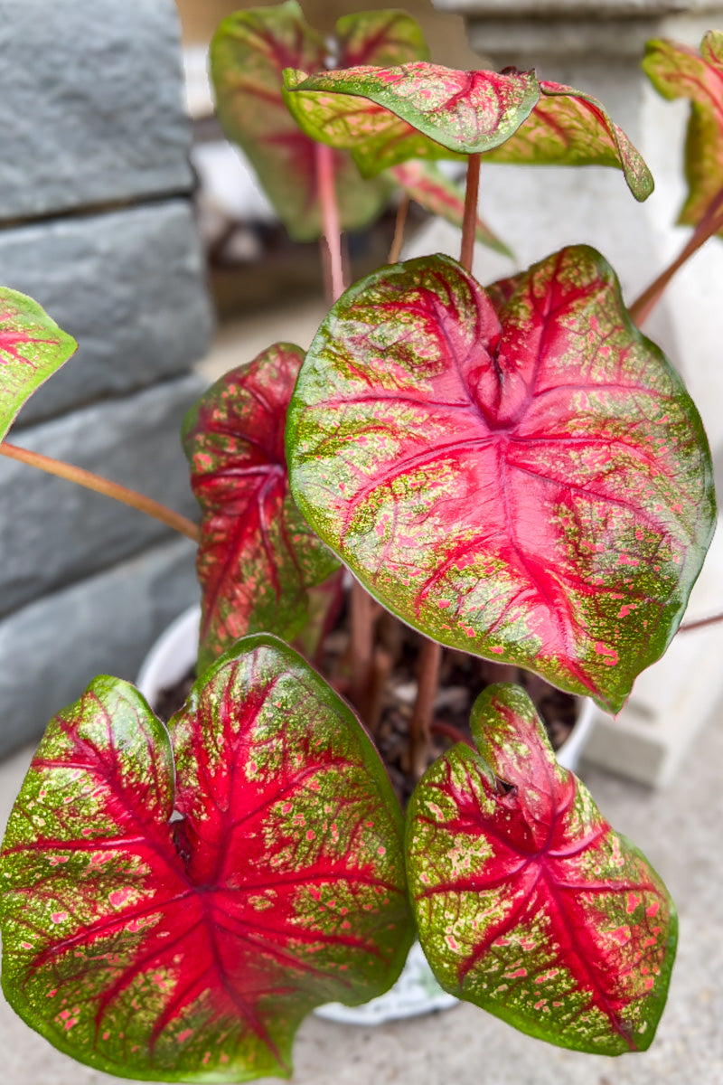 Caladium, Radiance (Sun)