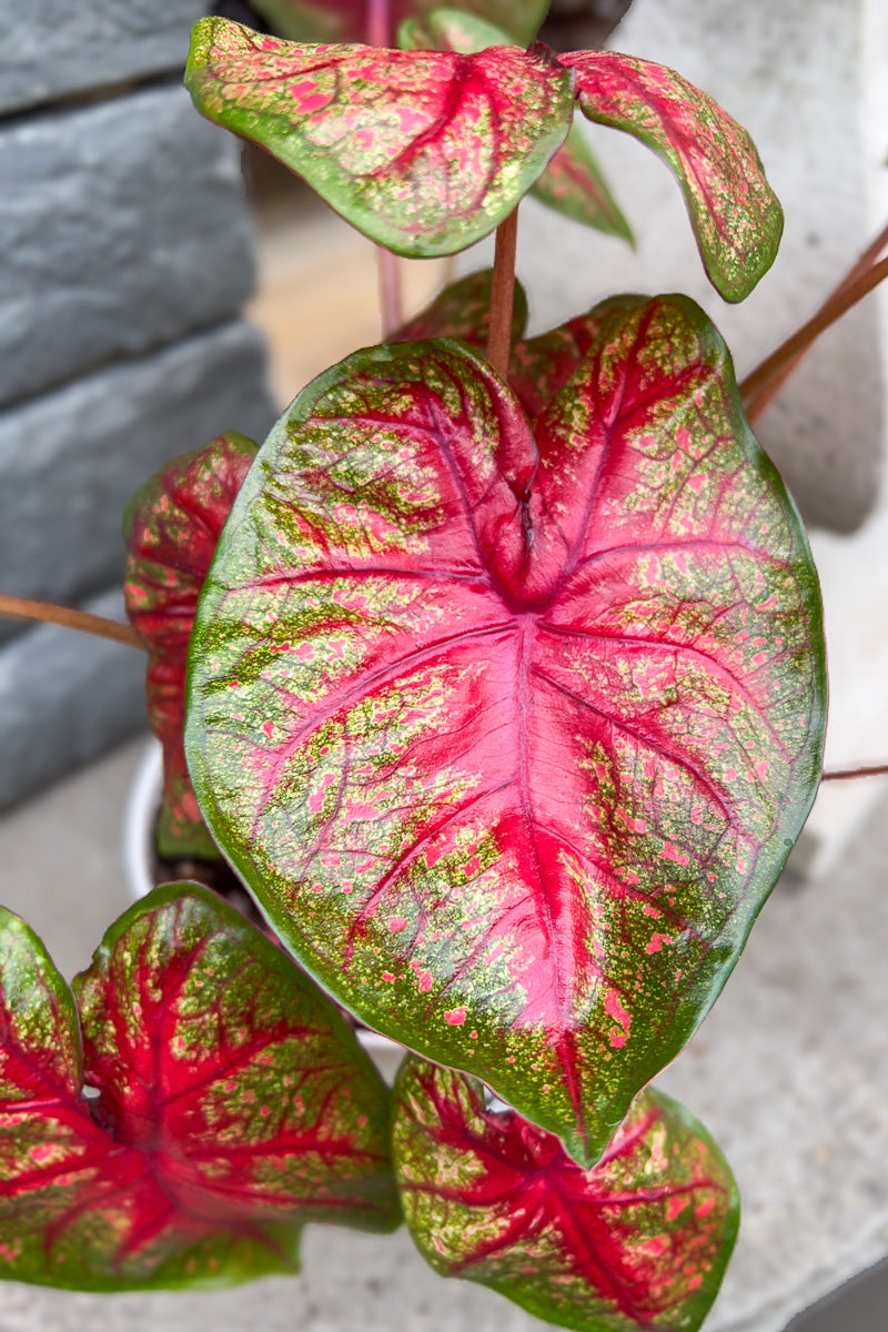 Caladium, Radiance