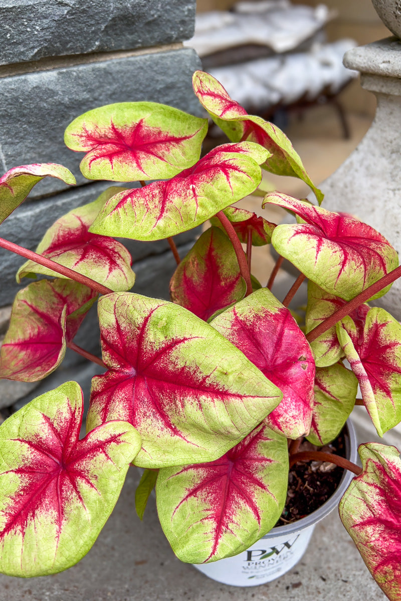 Caladium, Lemon Blush