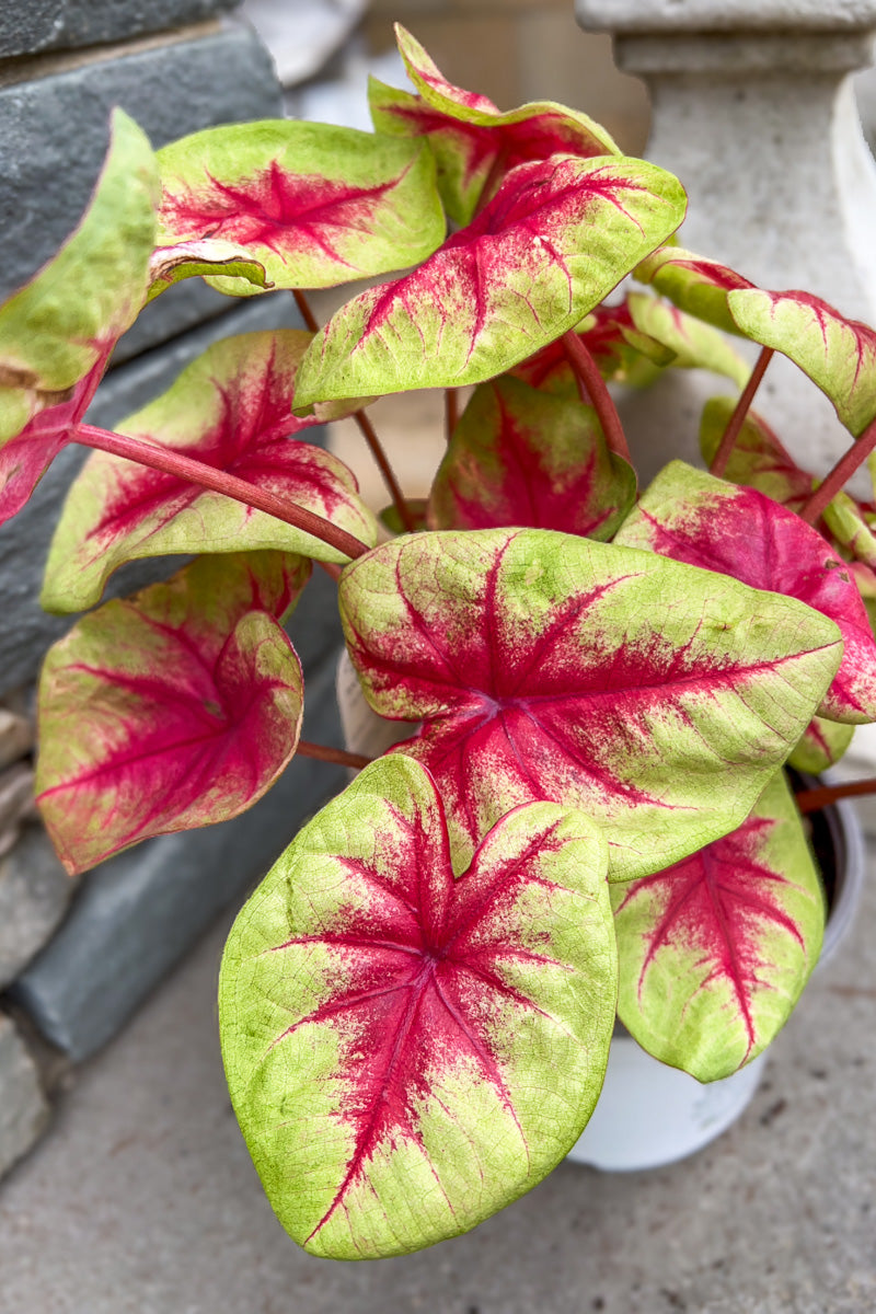 Caladium, Lemon Blush