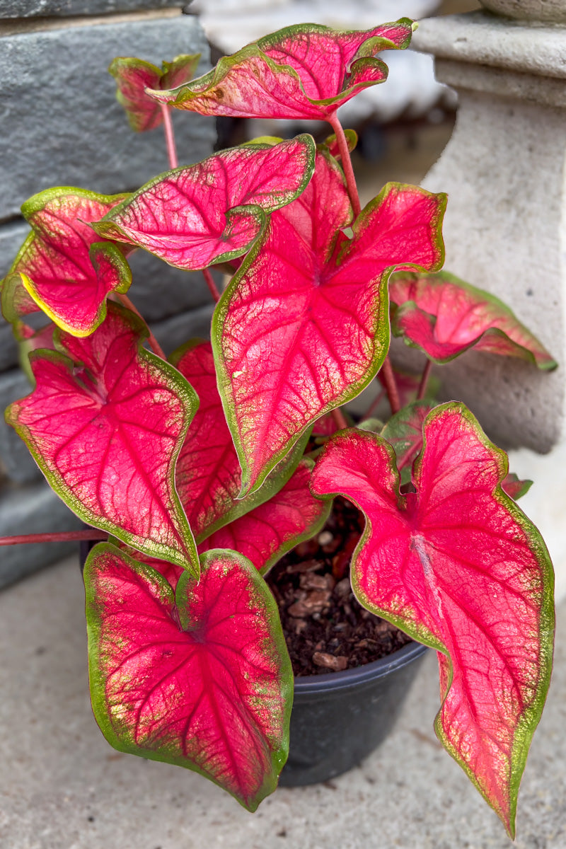 Caladium, Puppy Love