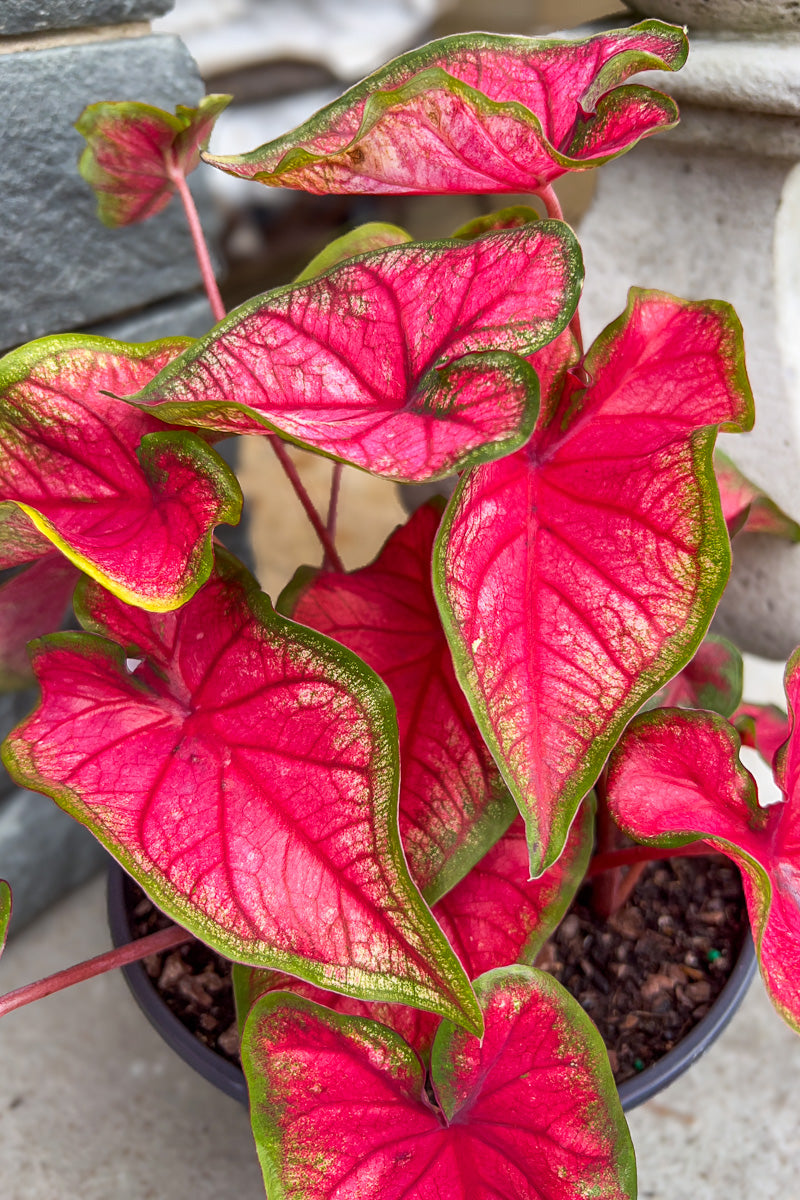Caladium, Puppy Love