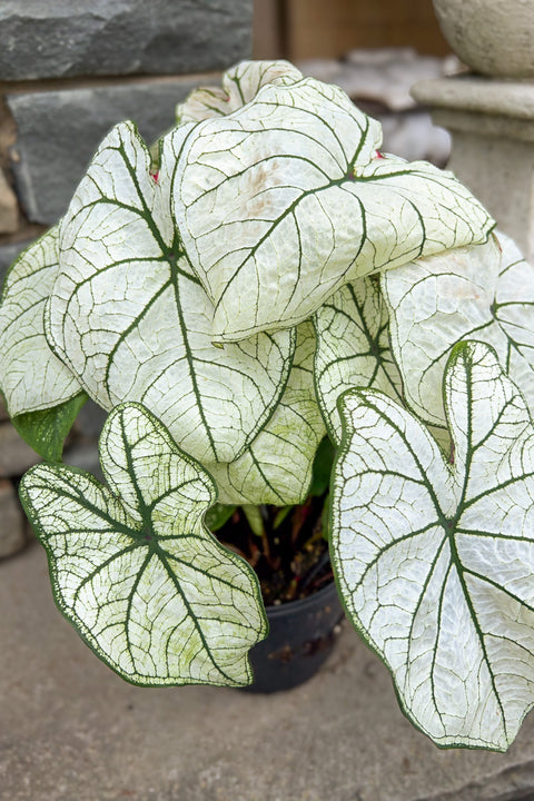 Caladium, Candidum Senior