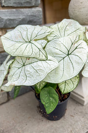 Caladium, Candidum Senior