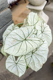 Caladium, Candidum Senior