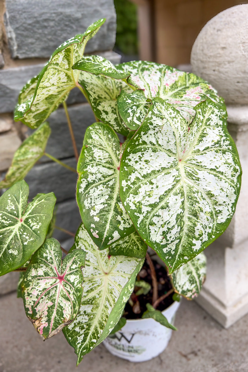 Caladium, Snow Flurry