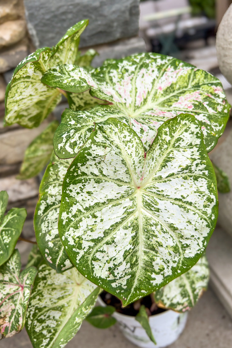 Caladium, Snow Flurry