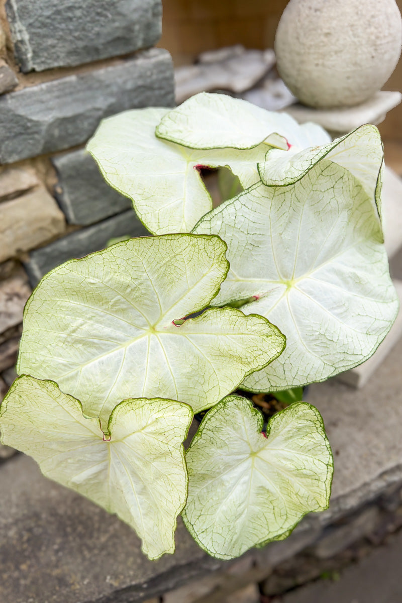 Caladium, White Moonlight