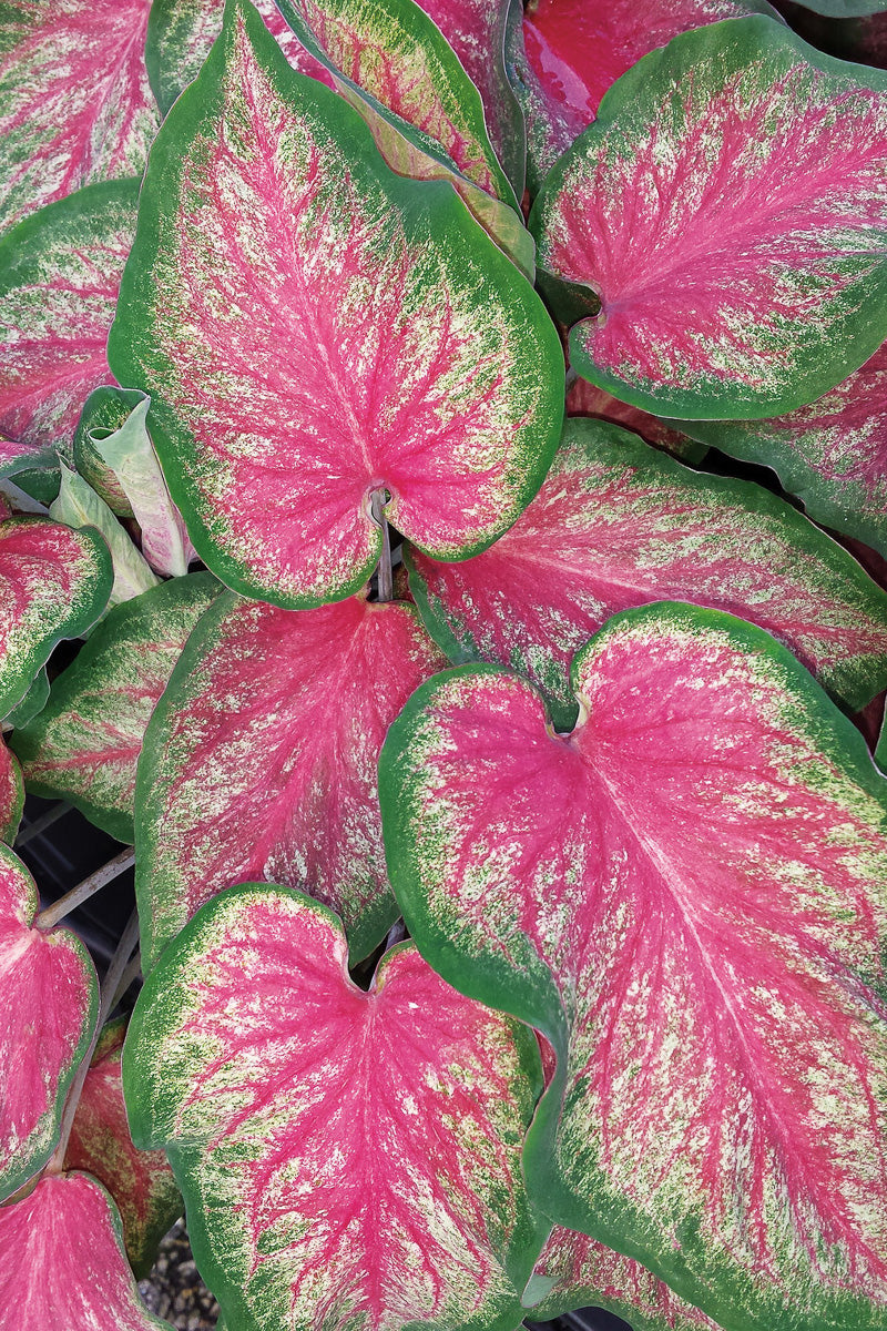 Caladium Tickle Me Pink