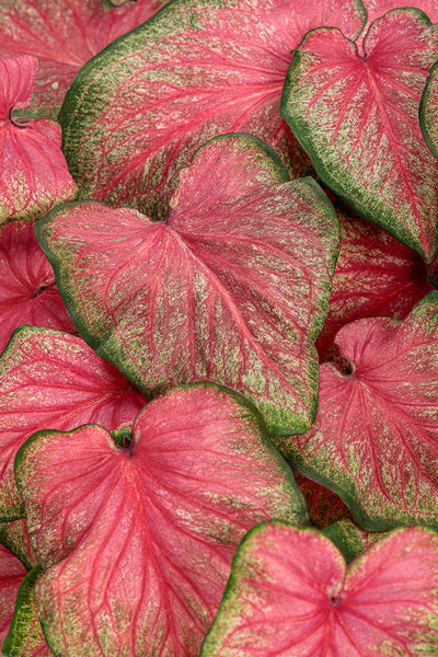 Caladium Tickle Me Pink