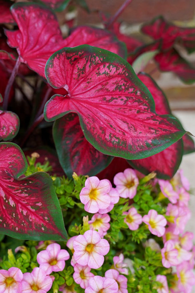 Caladium, Fast Flash
