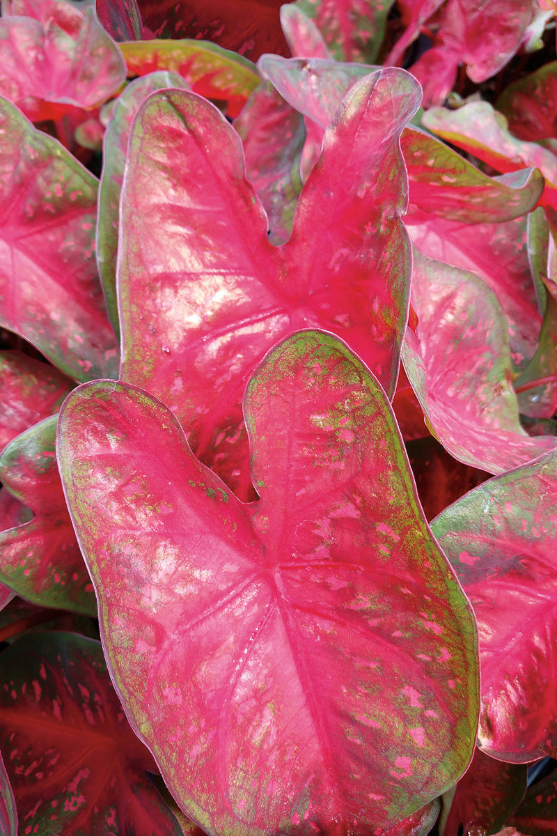 Caladium, Fast Flash