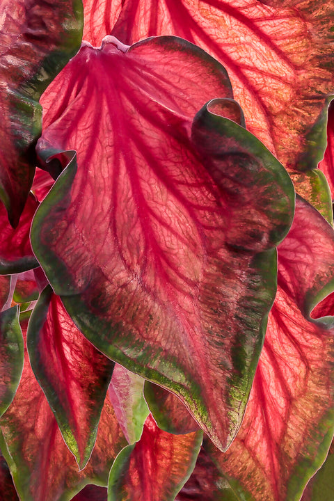 Caladium, Hot to Trot