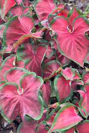 Caladium, Hot to Trot