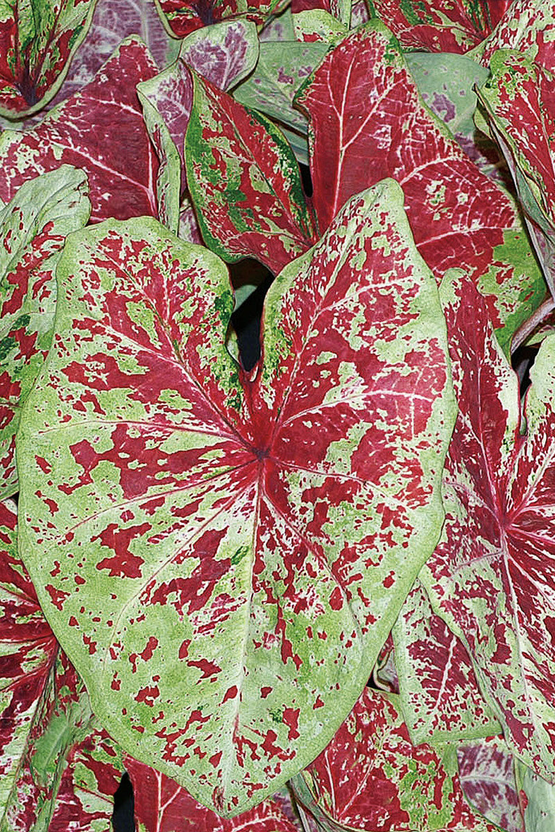 Caladium, Raspberry Moon