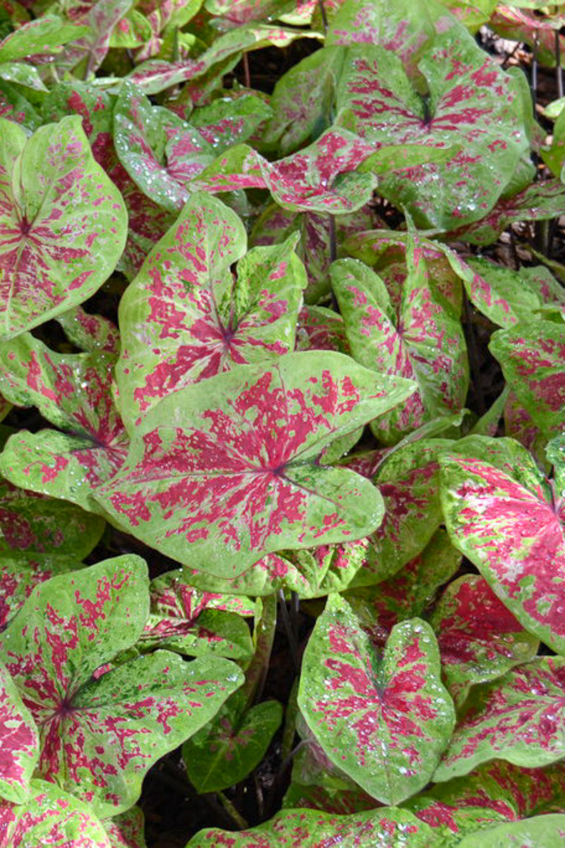 Caladium, Raspberry Moon – Chalet