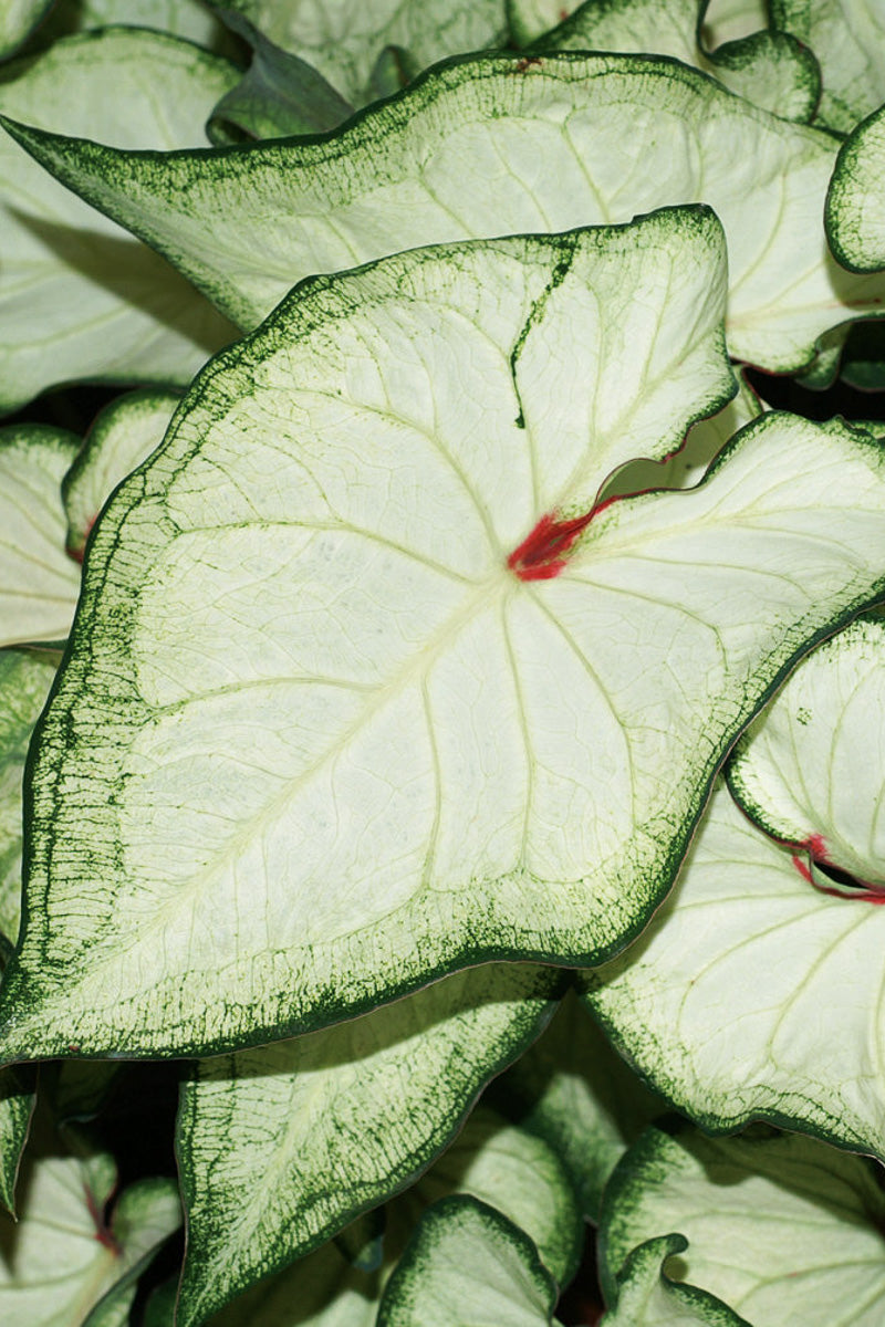 Caladium, White Wonder