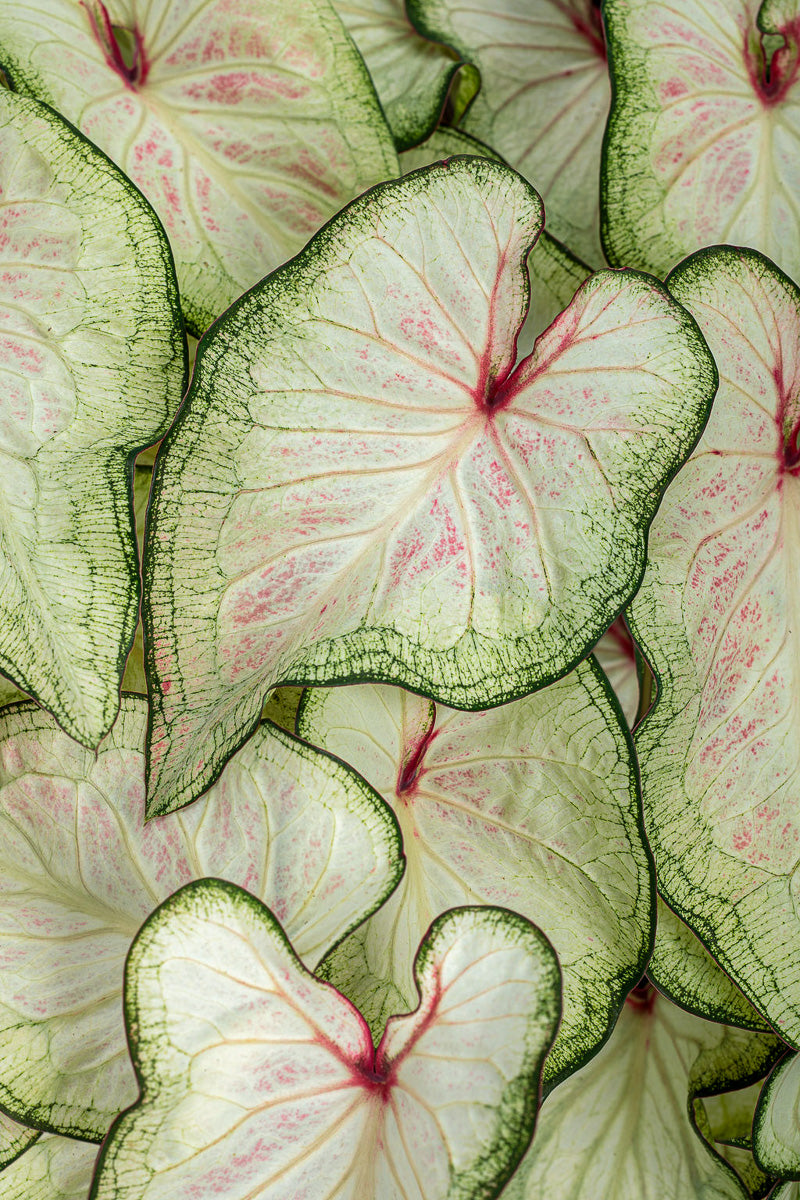 Caladium, White Wonder