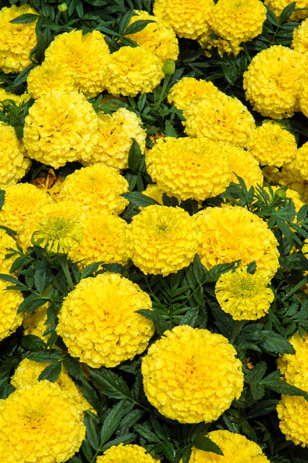 Marigold Taishan Yellow