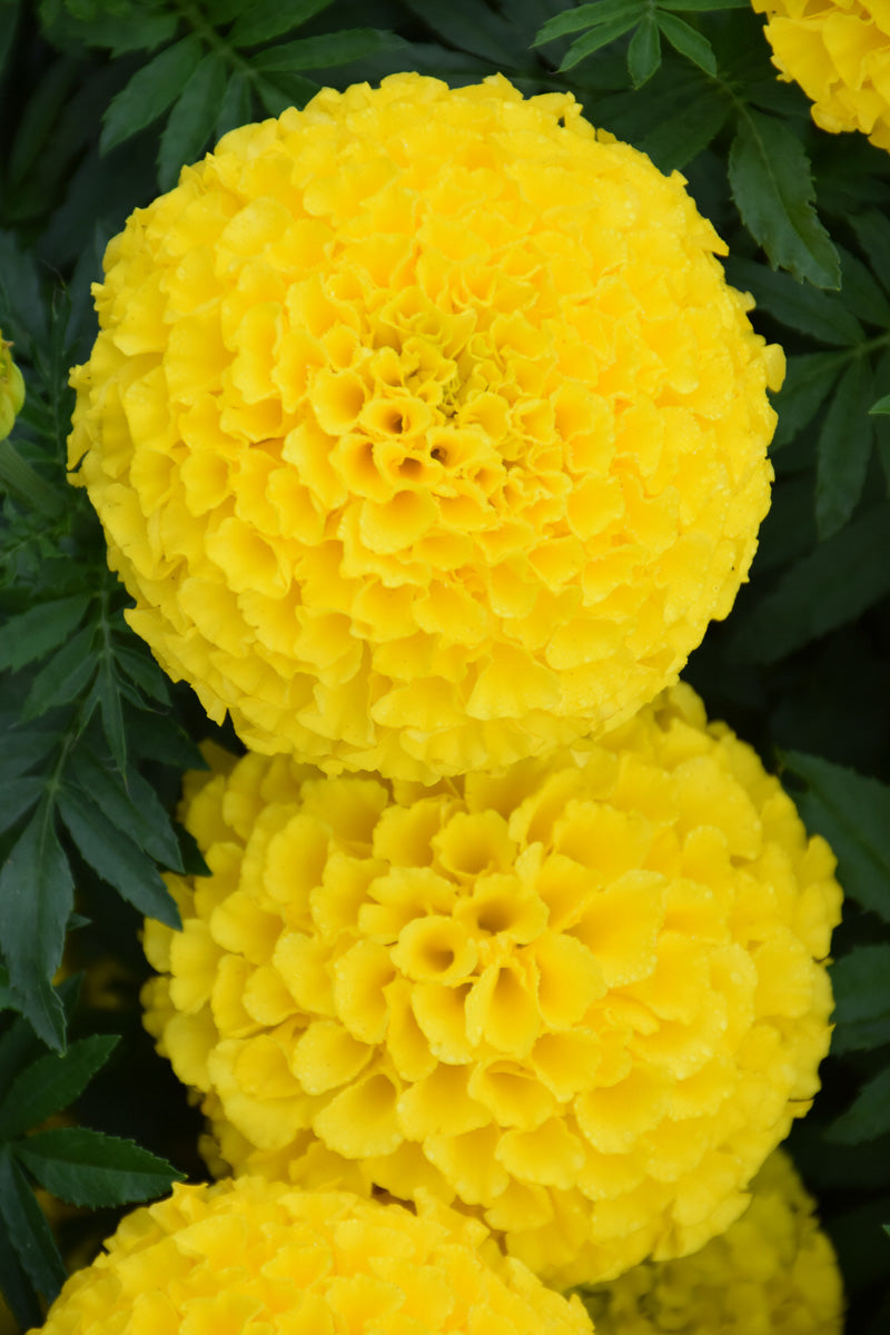 Marigold Taishan Yellow
