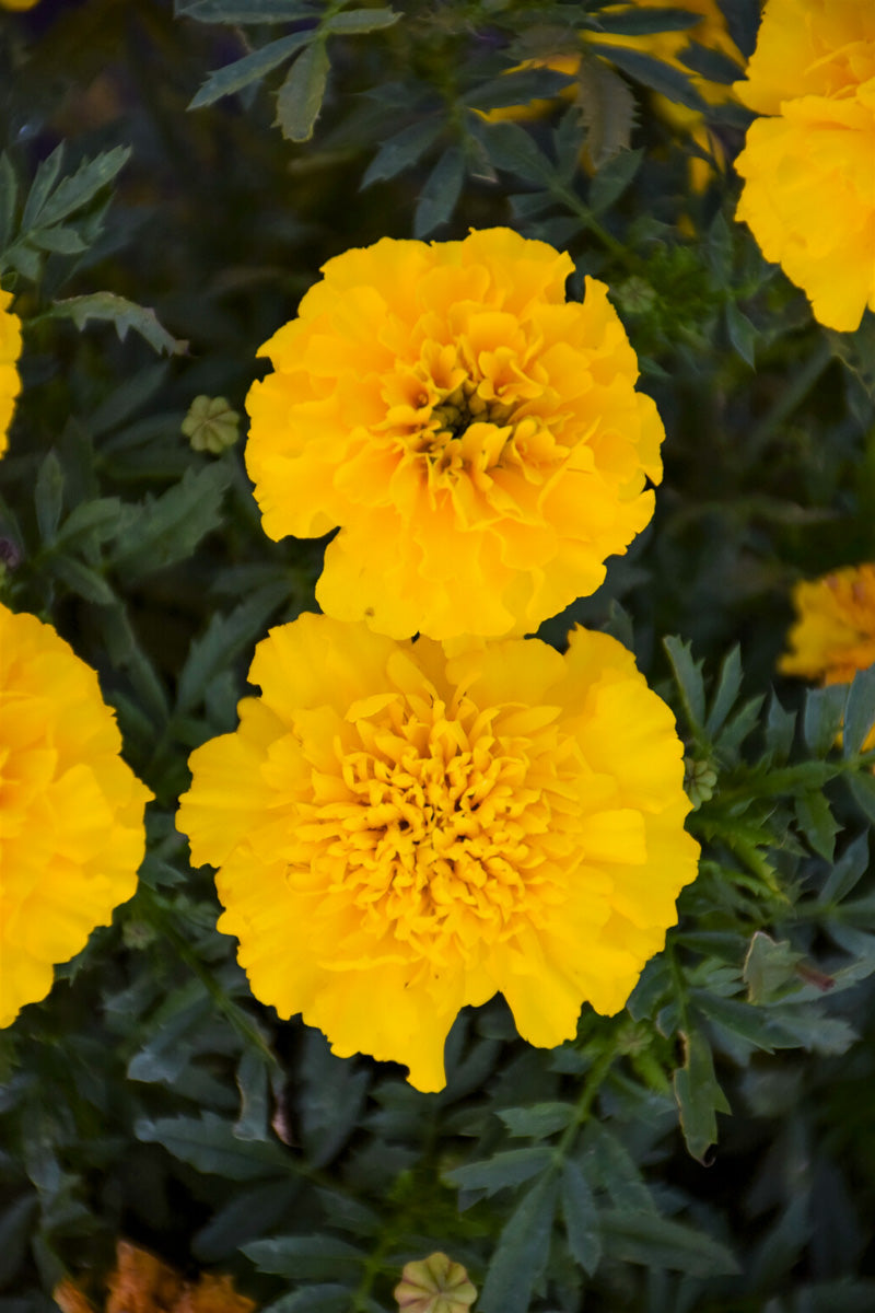 Marigold, Bonanza Yellow