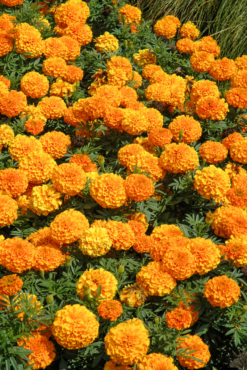 Marigold Taishan Orange