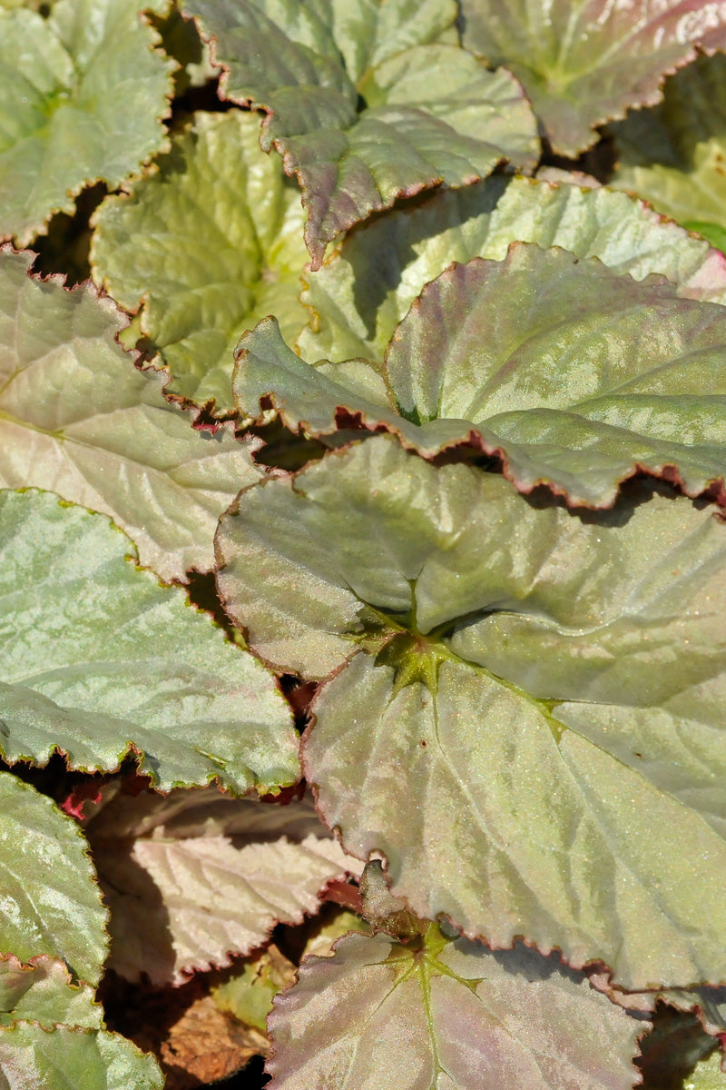 Begonia, Silver Treasure