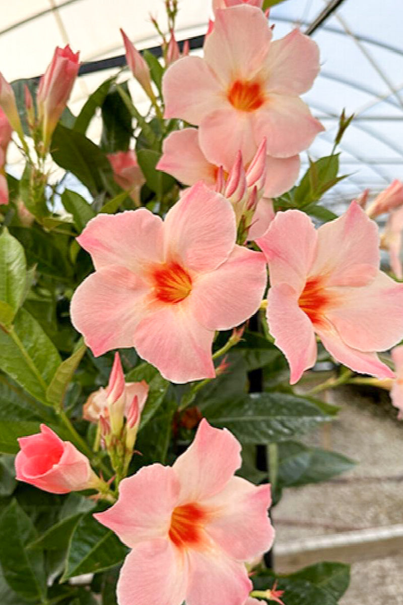 Mandevilla, Peach 1G