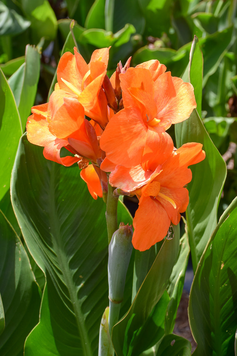 Canna Green Leaf Orange