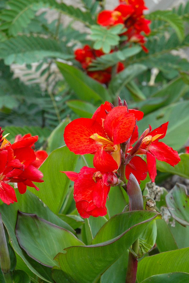 Canna Green Leaf Red