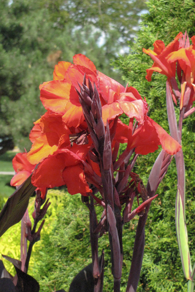 Canna, Cleopatra Red 1G