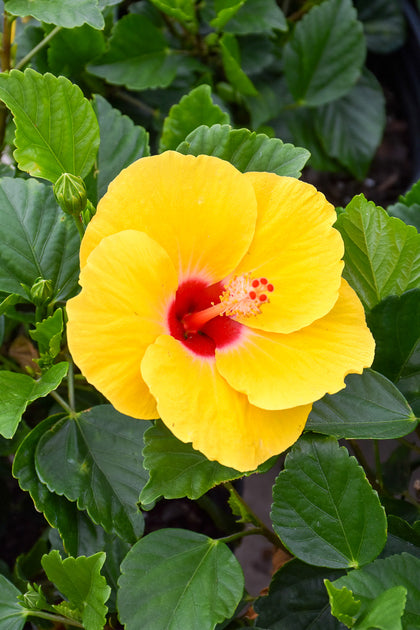 Hibiscus, Lilikoi Yellow – Chalet