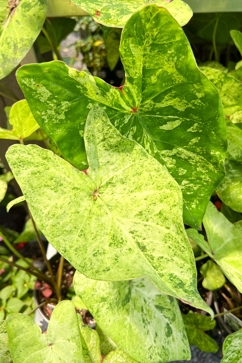 Caladium, Frog In Blender