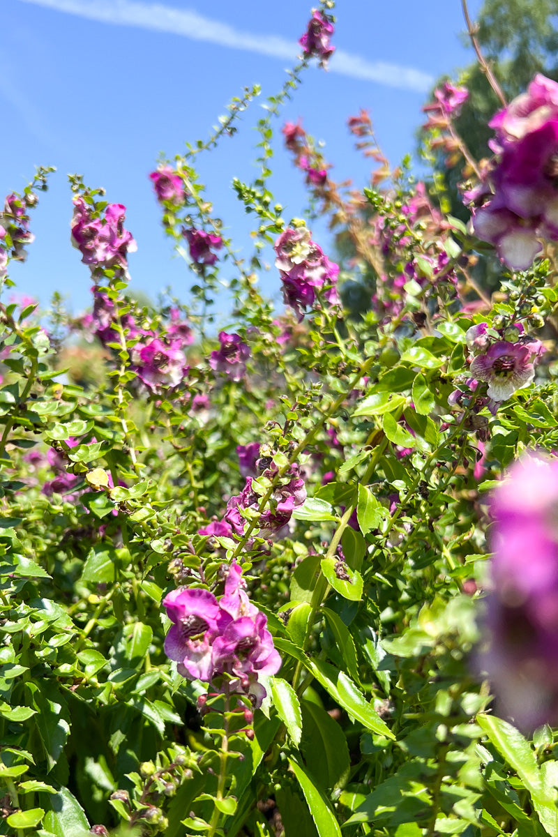 Angelonia, Purple Bicolor