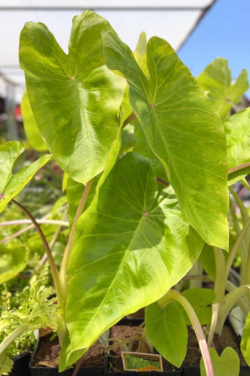 Colocasia, Maui Gold