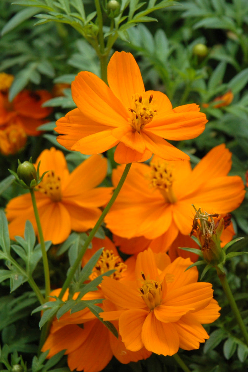Cosmos Orange