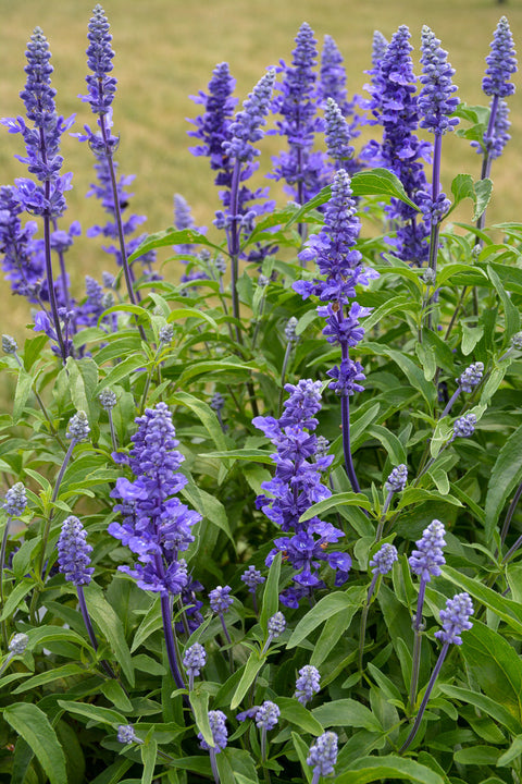 Salvia, Victoria Blue