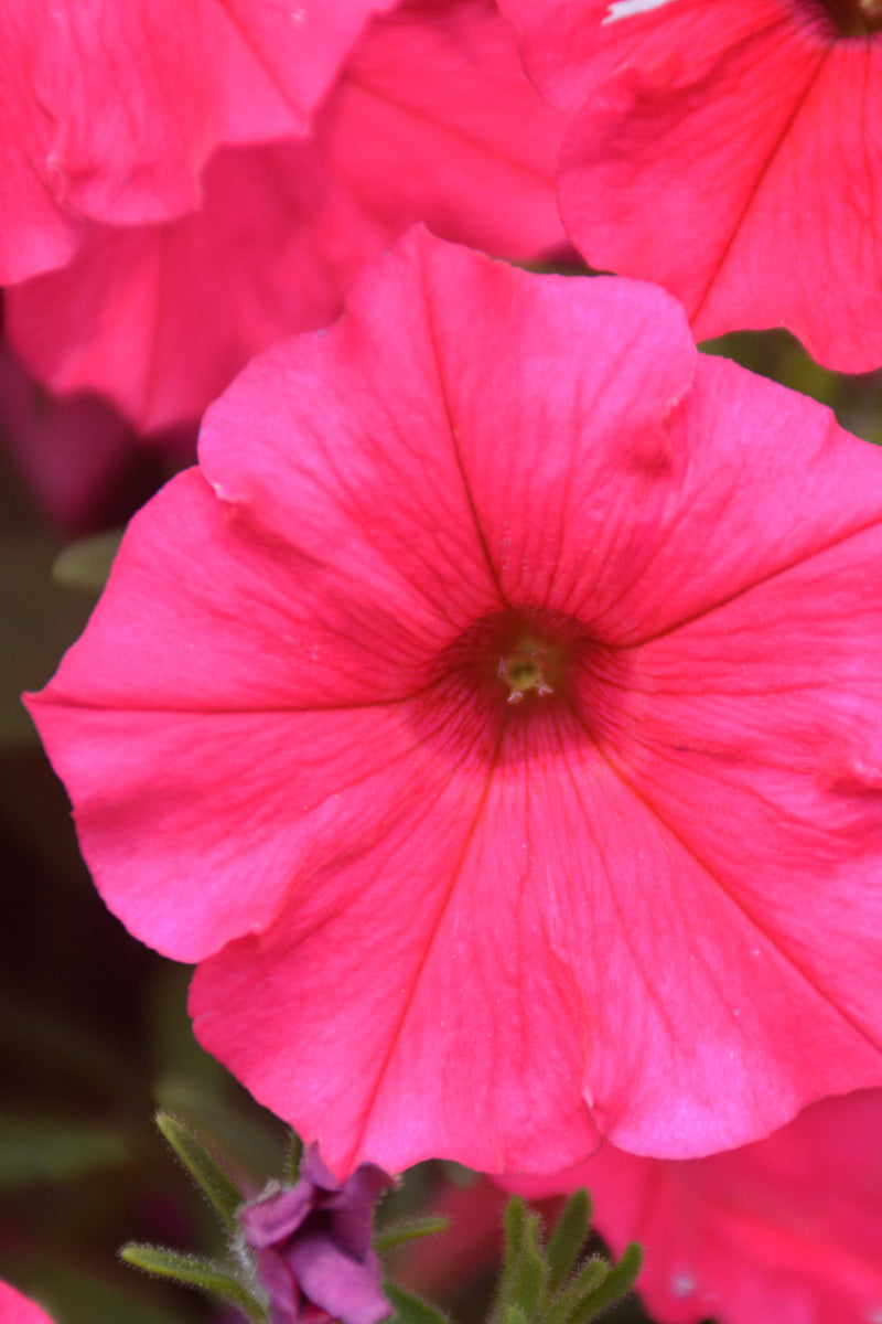 Petunia, Supertunia Paradise