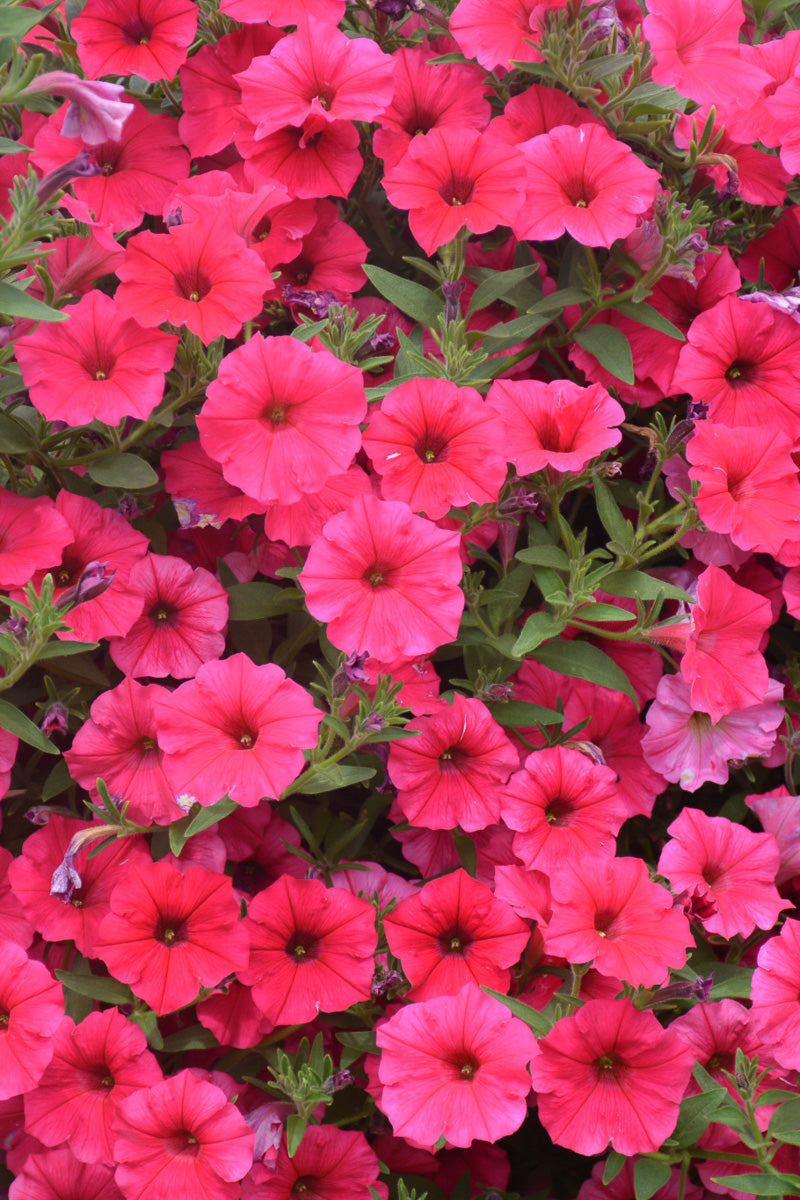 Petunia, Supertunia Paradise