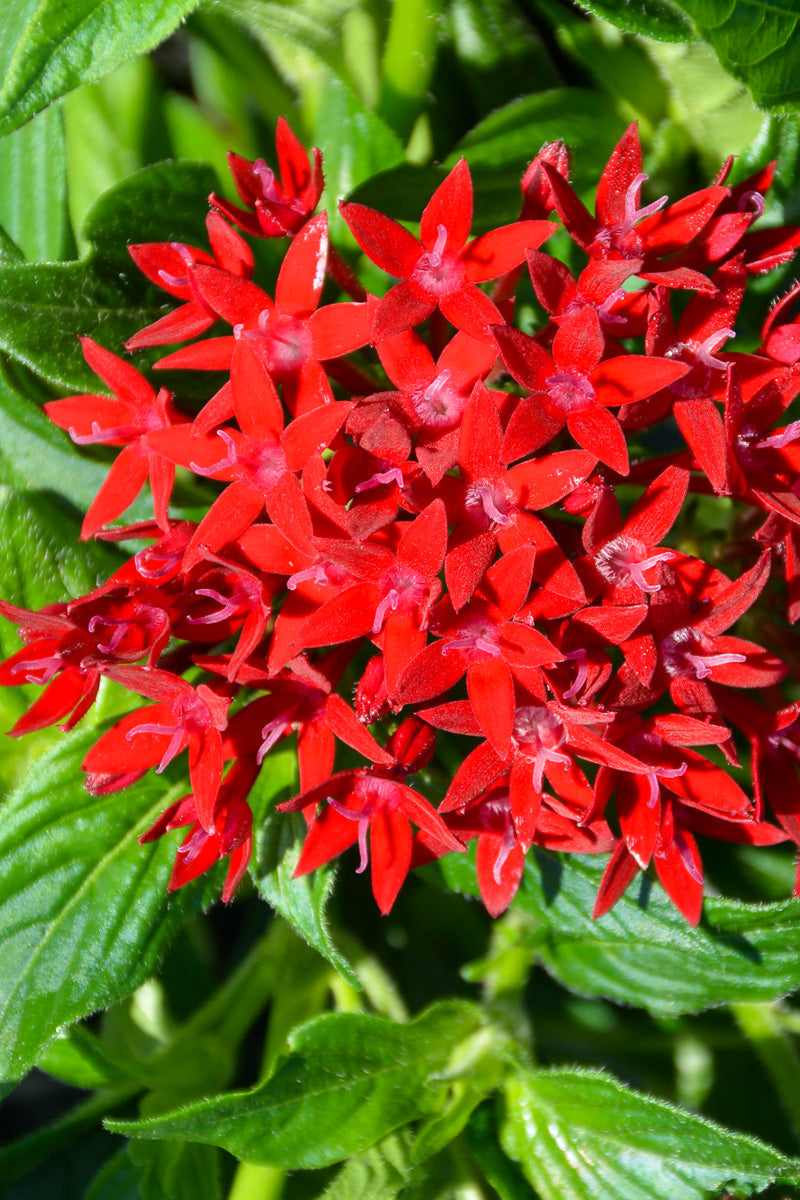 Pentas, Bee Bright Red