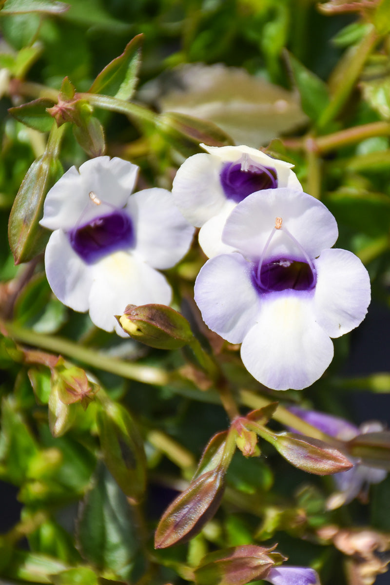 Torenia Catalina Grape