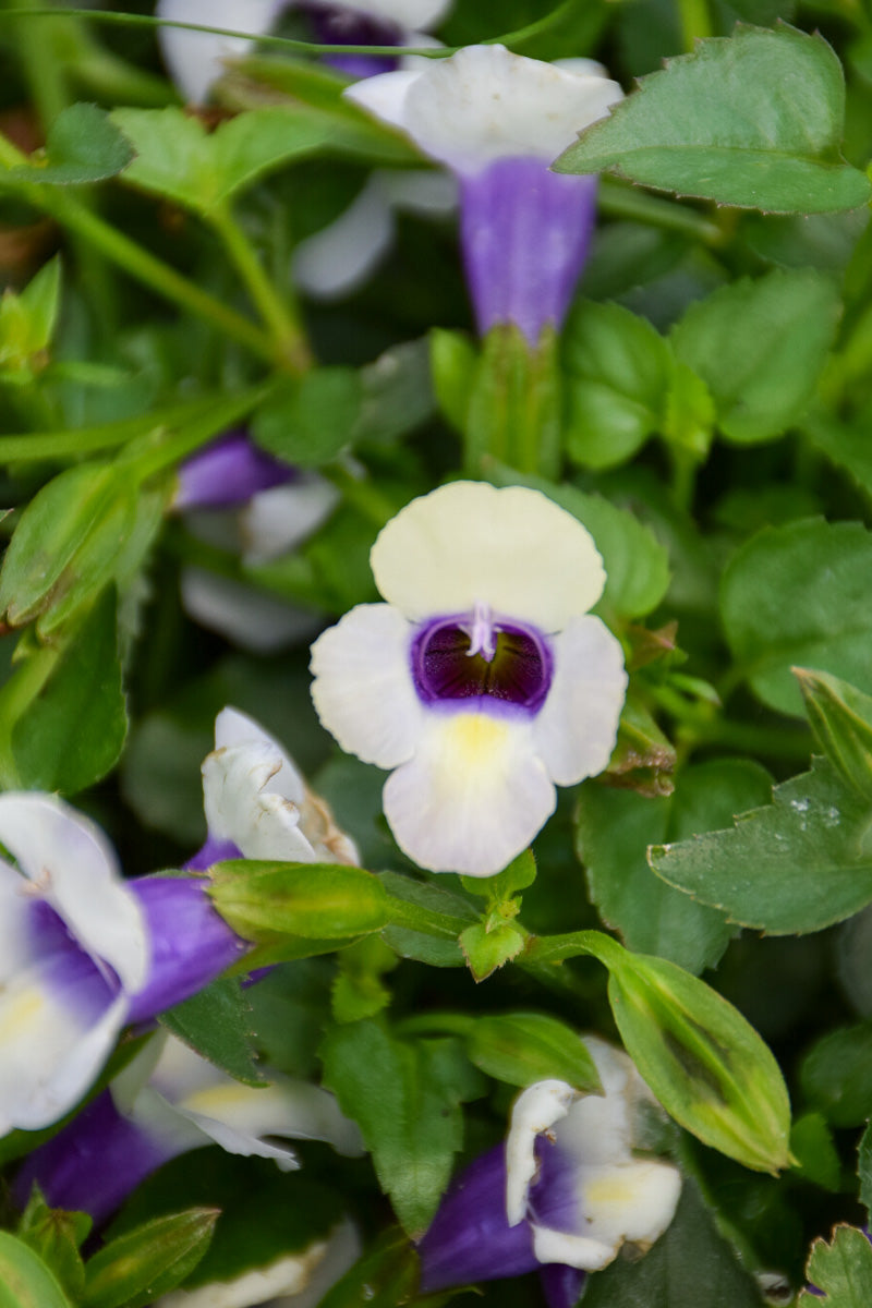 Torenia Catalina Grape