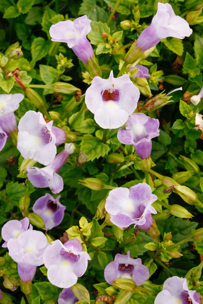 Torenia Summer Wave Lg Sil