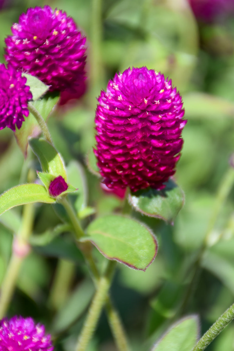 Gomphrena Ping Pong Purp