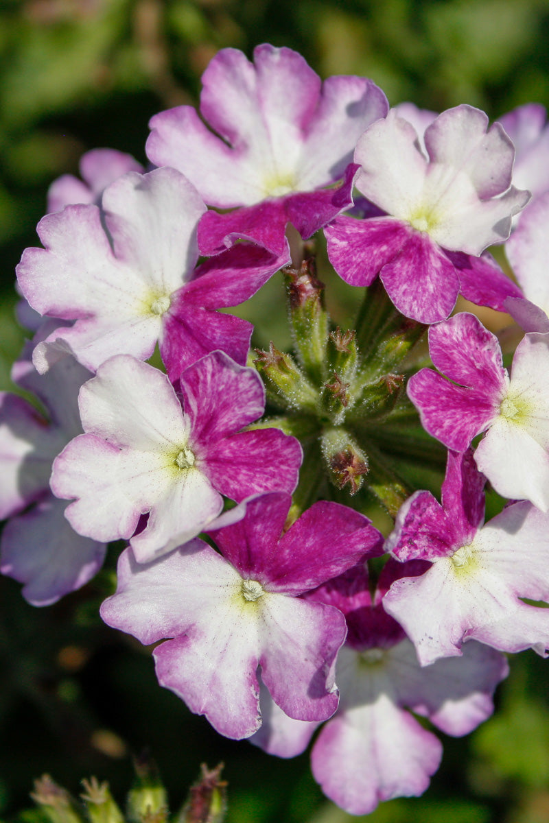 Verbena, Firehouse Purple Fizz