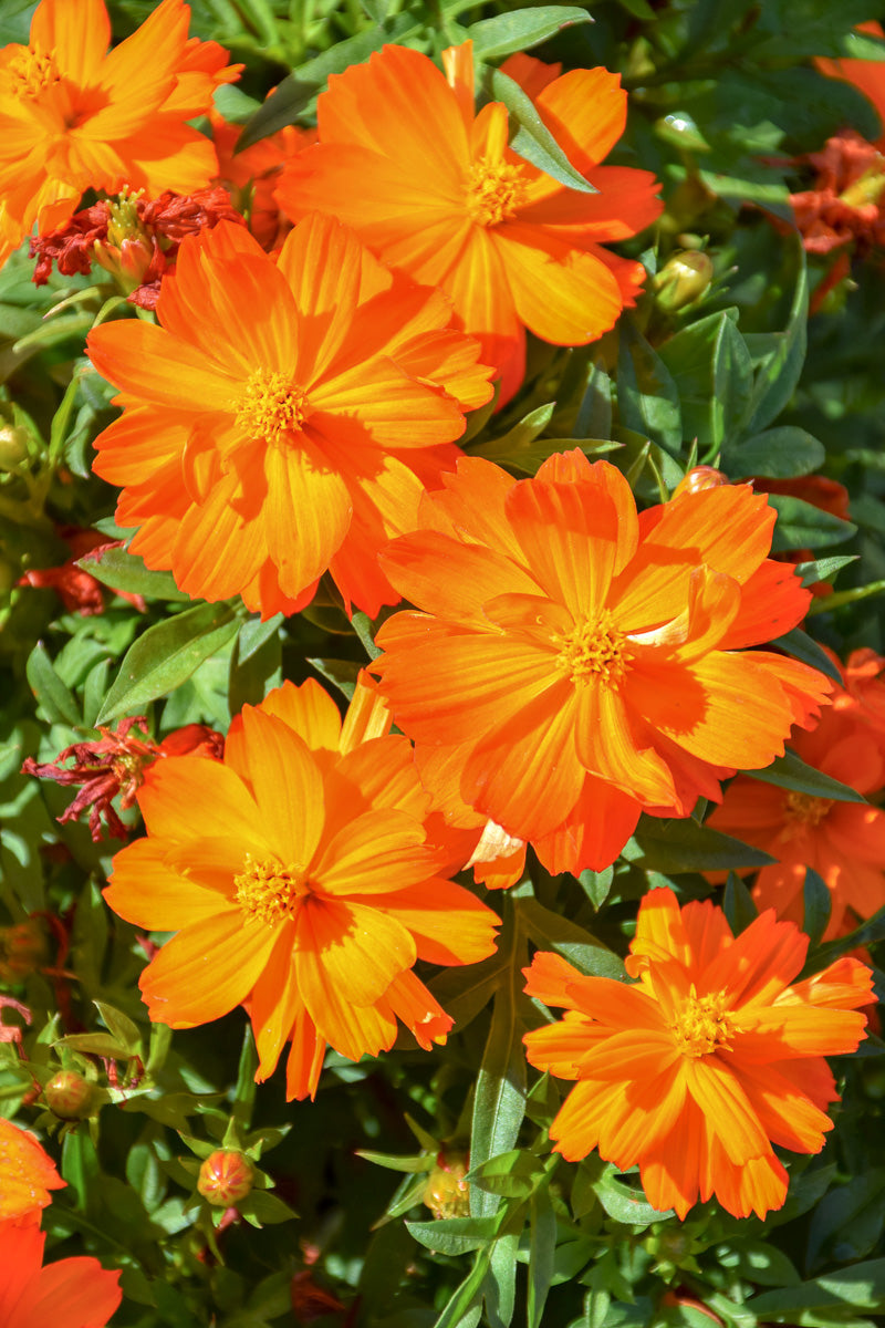 Cosmos, Mandarin