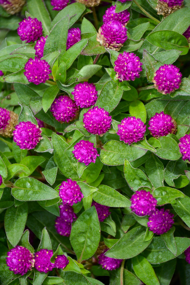 Gomphrena Ping Pong Purp