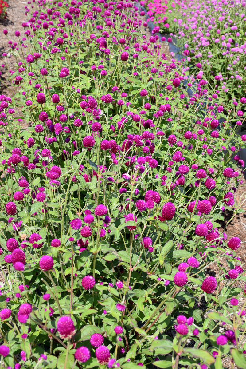 Gomphrena Ping Pong Purp