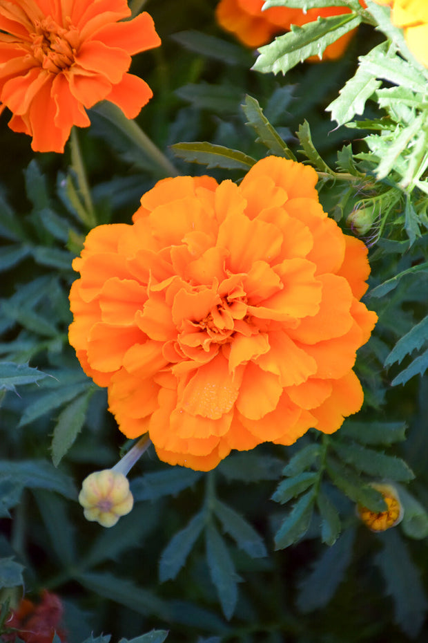 Marigold, Safari Tangerine