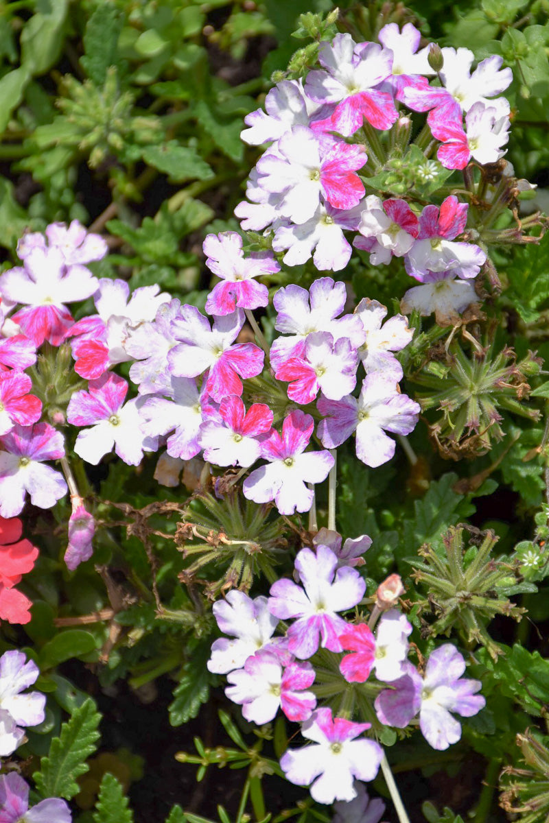 Verbena, Firehouse Purple Fizz